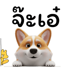 คอร์กี้ จ๊ะเอ๋