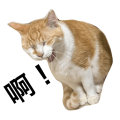 滋滋ㄉ87貓咪們♡