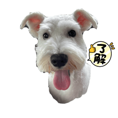 Koko_20250805233004