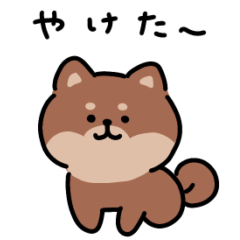 yuru shibainu 17 summer