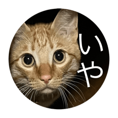 sachi_20250806194248