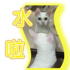 豆漿貓咪日常動態
