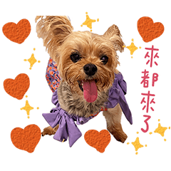 小哆之來都來了