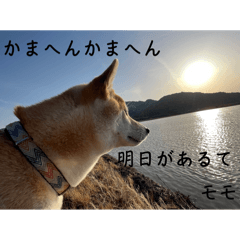 Momo-chan_20250806213825