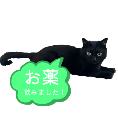 dumchan_20250806203210