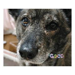 Kurumi_20250807102301