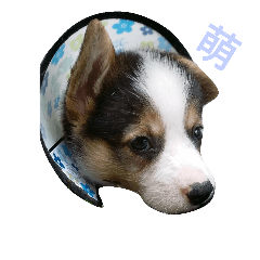 Choco corgi