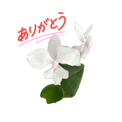 Chiko_20250803091723