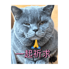 Amy喵喵的問候語