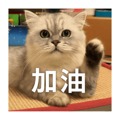 灰金吉拉貓的問候