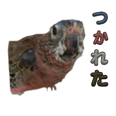 chihiro_20250807084836