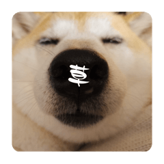 surumeika_20250807111717