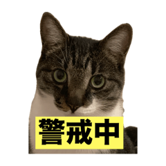 Haruka_20250807195714