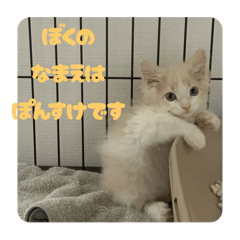 mochi_20250807010036