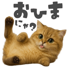 ふわふわかわいいペルシャ猫の日常