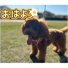 Koto_20250807235754