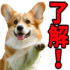 リアル☆コーギー