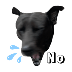 黑寶寶與阿喵喵