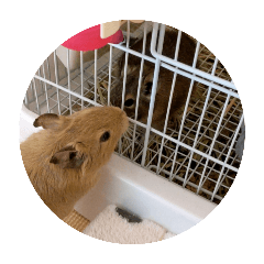 chisa_20250808013627