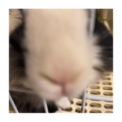 肥肥兔嘻嘻嘻嘻嘻