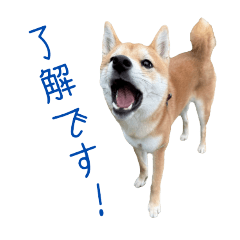 chashu_20250808014650
