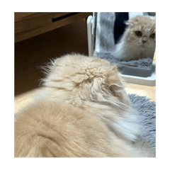 remireno_20250807195304