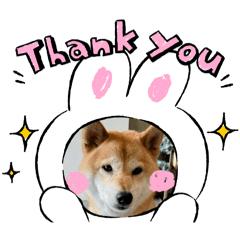 可愛的小柴犬！！！