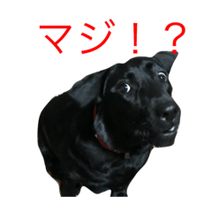 Labrador Retriever ky2
