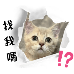 蘿菈貼圖