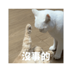 陳家喵喵大集合