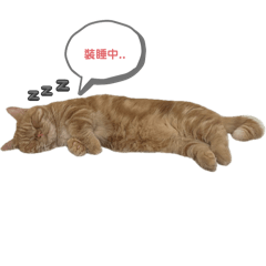 小舞舞の貓生