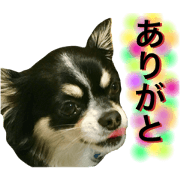 Chihuahua Kuuta 12 Happy!