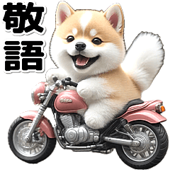 敬語♡バイク好き　豆柴