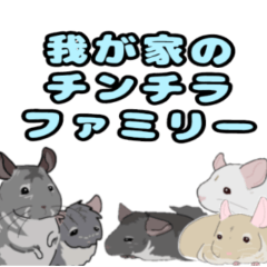 我が家のチンチラファミリー