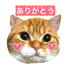 Scottish Fold chacha