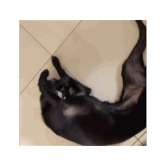 哇哉啦2