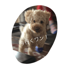 Dog name is Gon