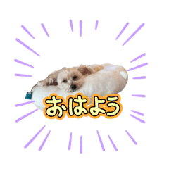 cherry_20250808141039