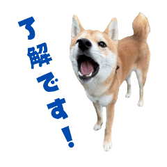 chashu_20250808162533
