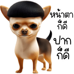 ปาปี้ ชิวาวาหัวร้อน 1_83
