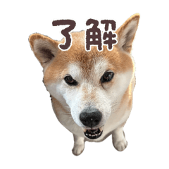 Sakura_20250808232708