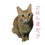 Suzuko's daily life