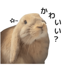 Cute rabbit Mochi