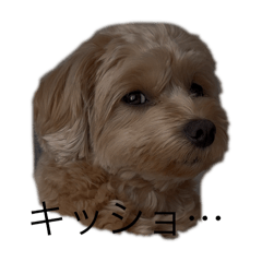 bowwow_20250808221551
