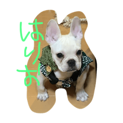 French bull dog dog