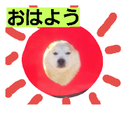 shibaiu daisuki