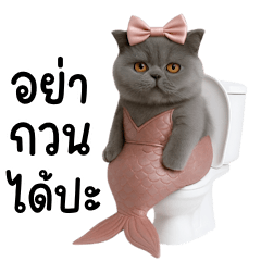 The last mermaid cat (BIG)