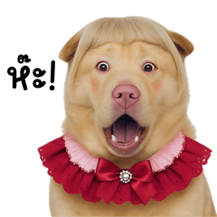 Cute-faced Kishu dog (BIG)