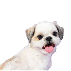 ラッキーちゃんの可愛いスタンプです❕