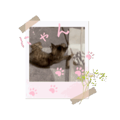 cocoa_20250809150708